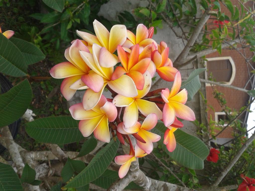Pousada Canto Da Ilha อีลากองปรีดา ภายนอก รูปภาพ